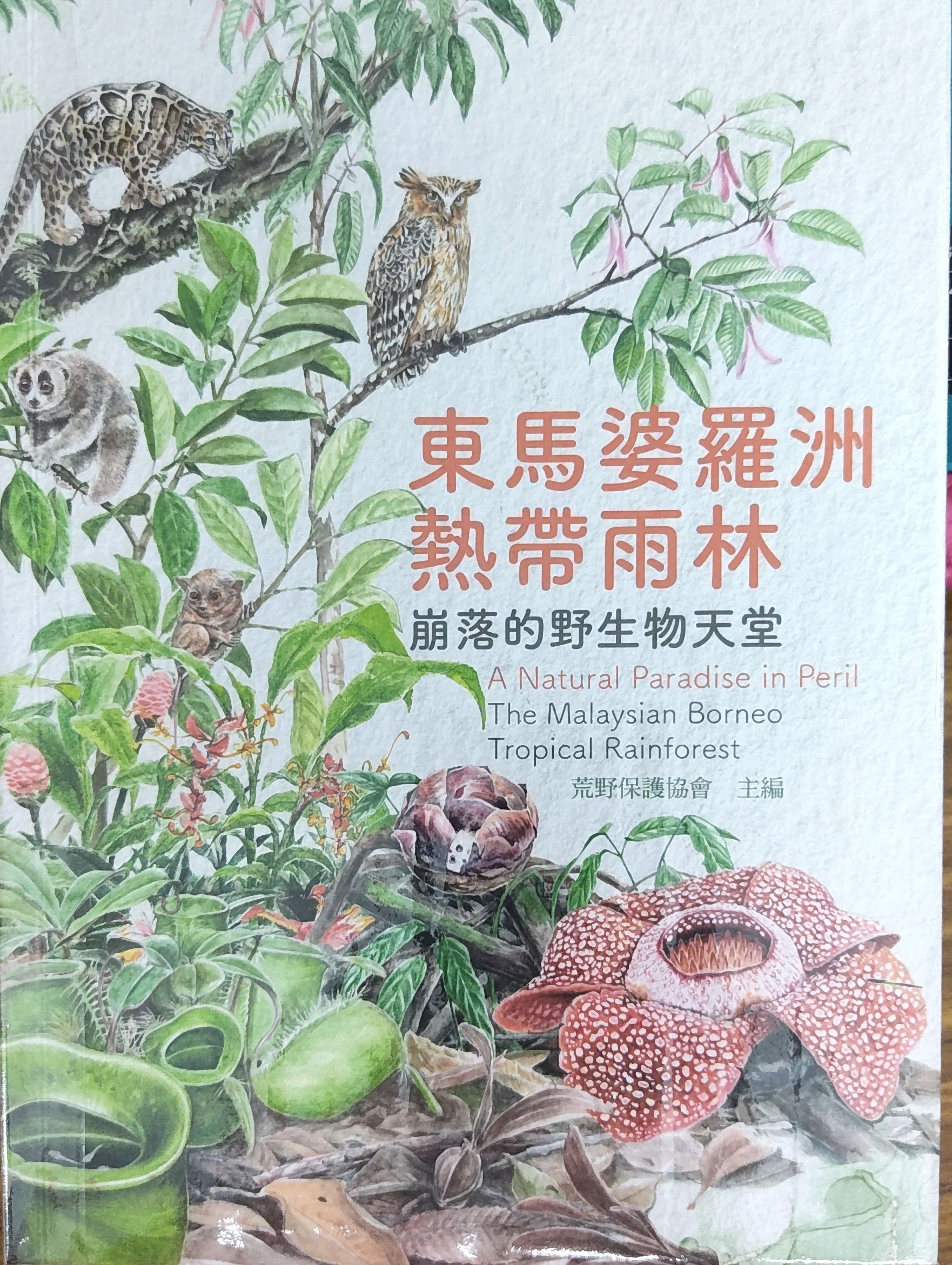 东马婆罗洲热带雨林：崩落的野生物天堂